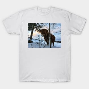 Scottish Highland Cattle Cow 1620 T-Shirt